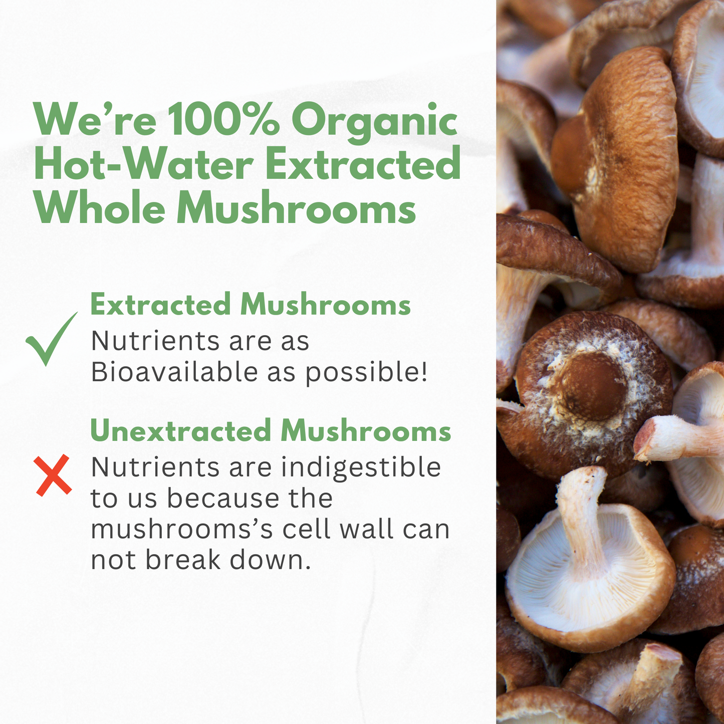 Organic Mushrooms Extract