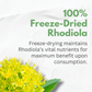 Rhodiola Rosea Supplement